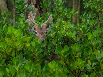 Sundarban Luxury Tour