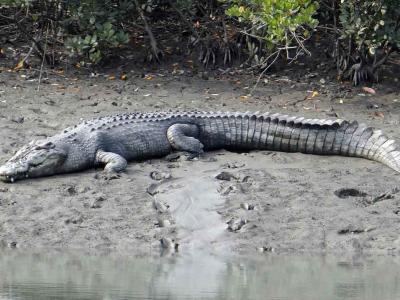 Sundarban Luxury Tour